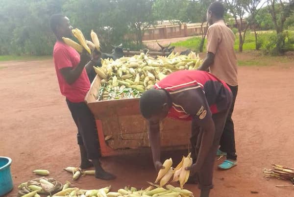 gathering the harvest